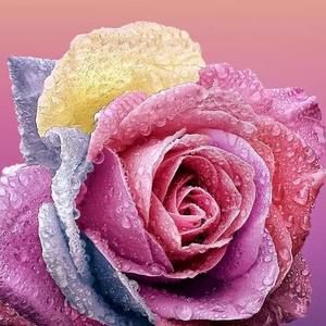 Meet your Posher, Kimchi